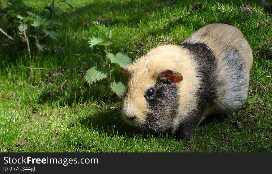 Fauna, Guinea Pig, Rodent, Grass