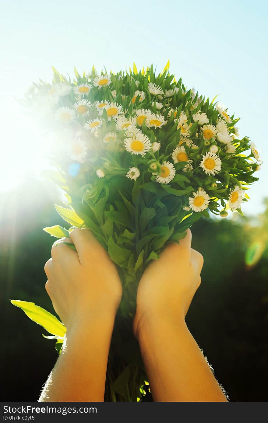 Romantic bunch of field daisy flowers in girl hands