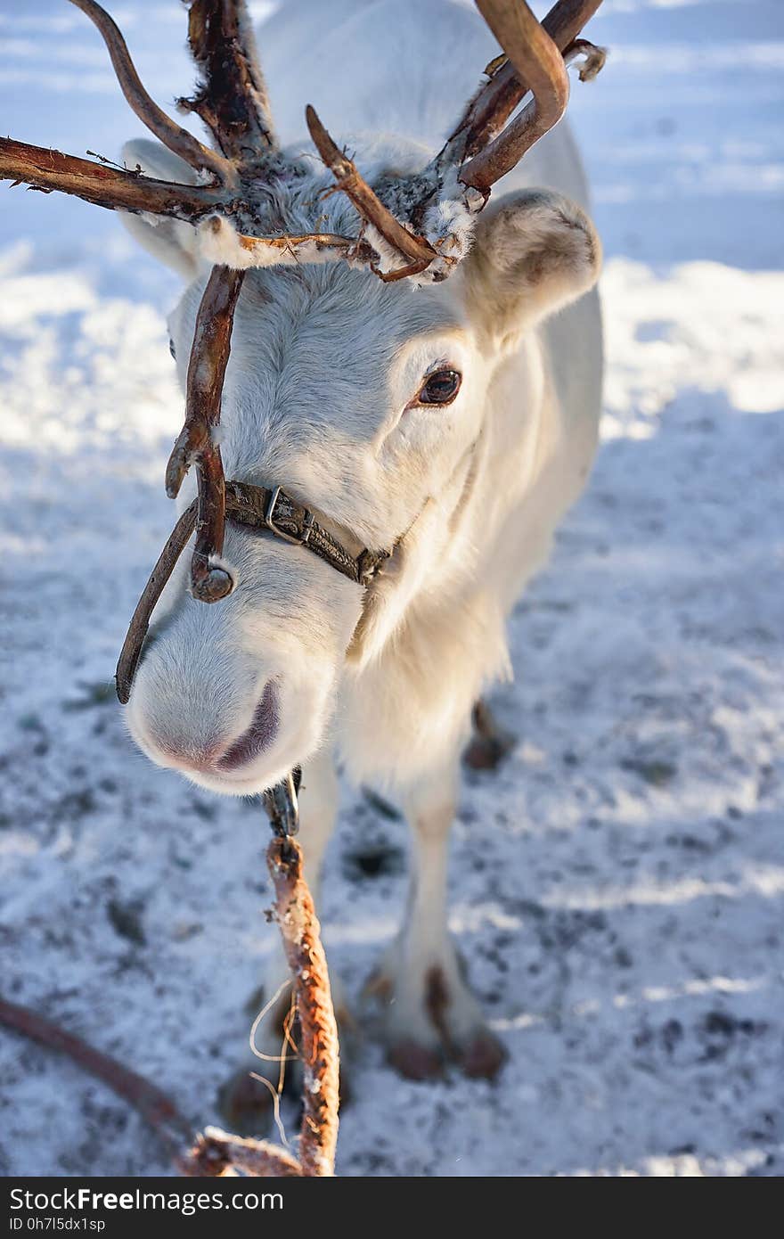 White Reindeer At Farm In Winter Lapland Northern Finland