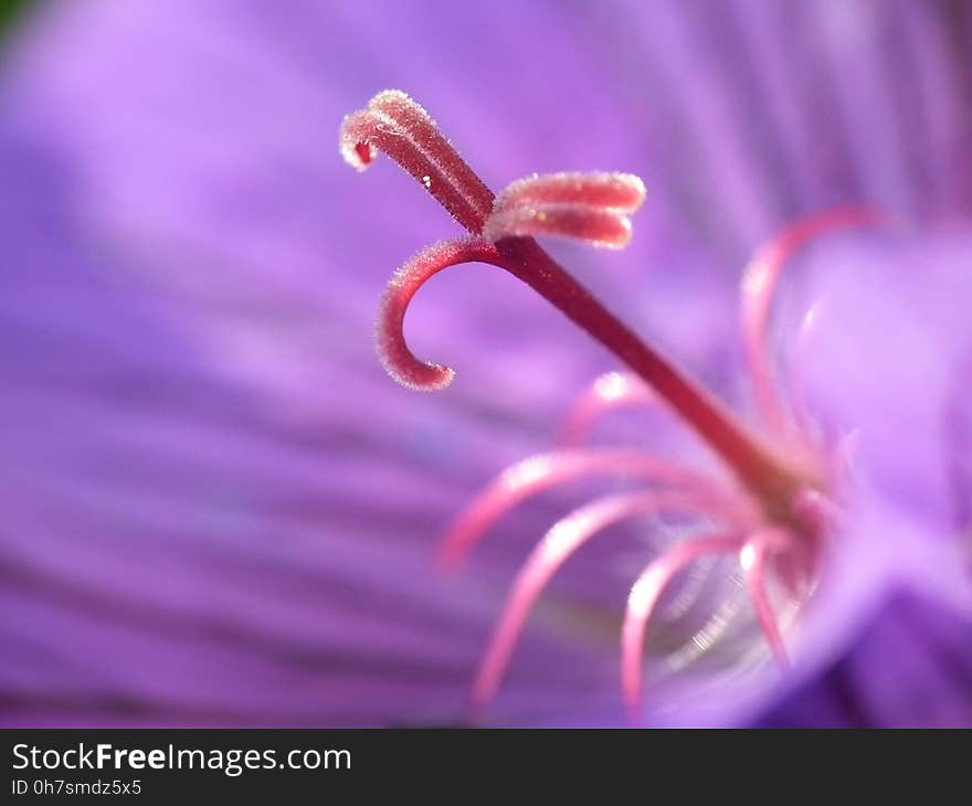 Flower, Pink, Flora, Macro Photography