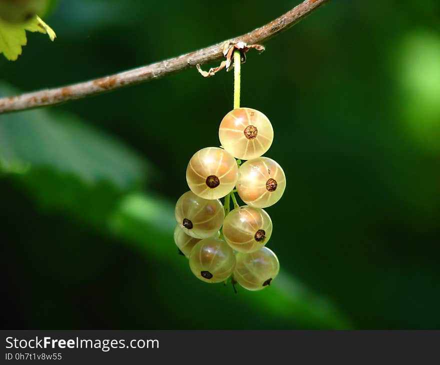 Fruit, Berry, Close Up, Macro Photography