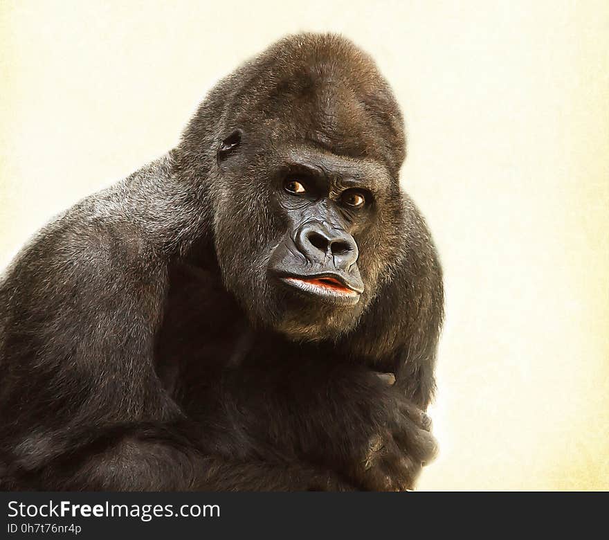 Great Ape, Western Gorilla, Mammal, Primate