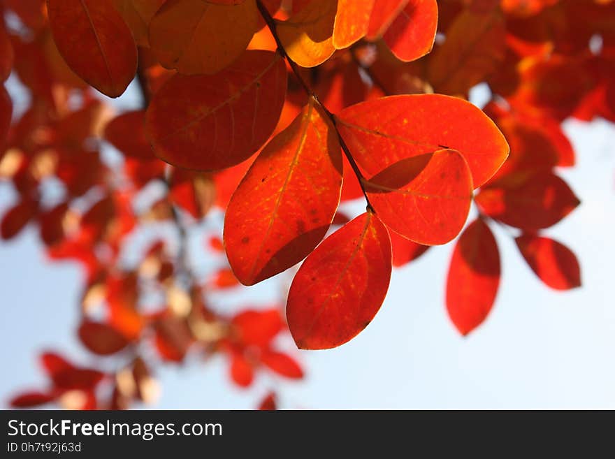 Red, Orange, Leaf, Petal