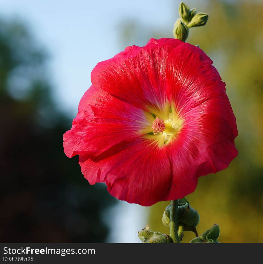 Flower, Red, Flora, Flowering Plant