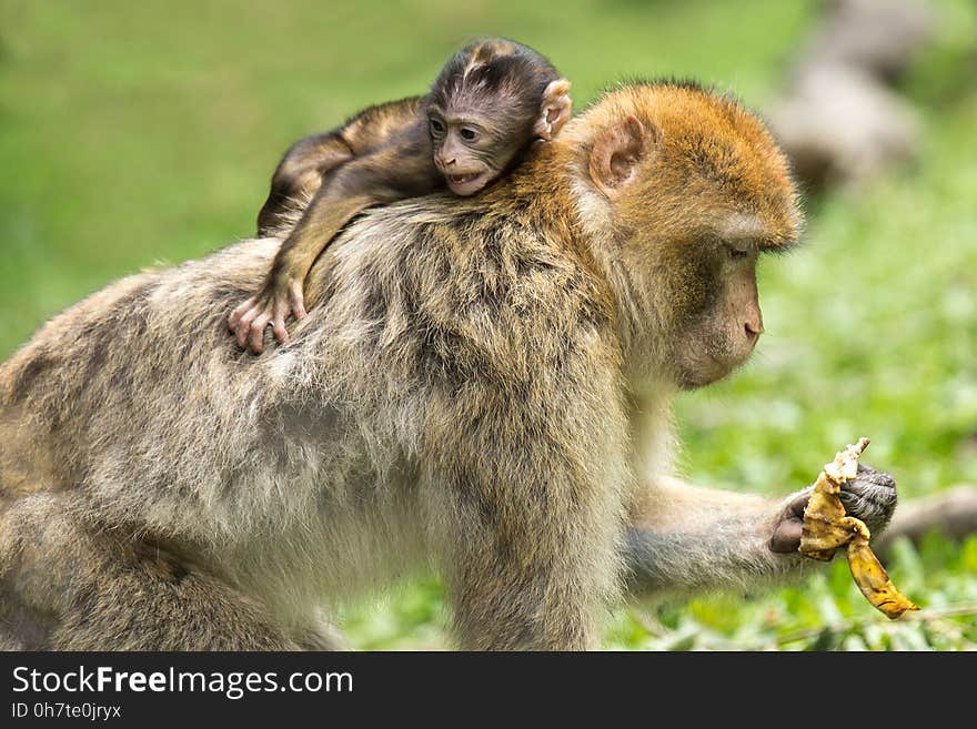 Macaque, Mammal, Fauna, Primate