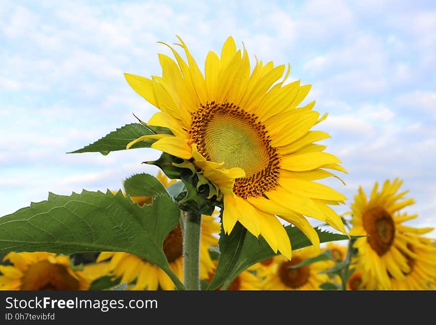 Flower, Sunflower, Yellow, Flowering Plant