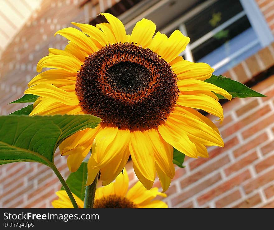 Flower, Sunflower, Yellow, Sunflower Seed