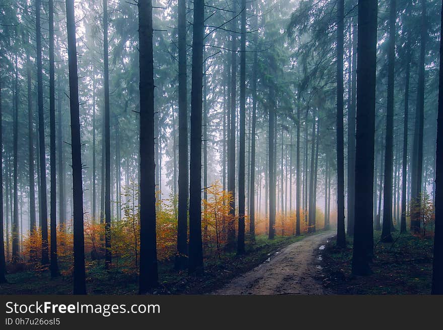 Trees in Forest during Sunset