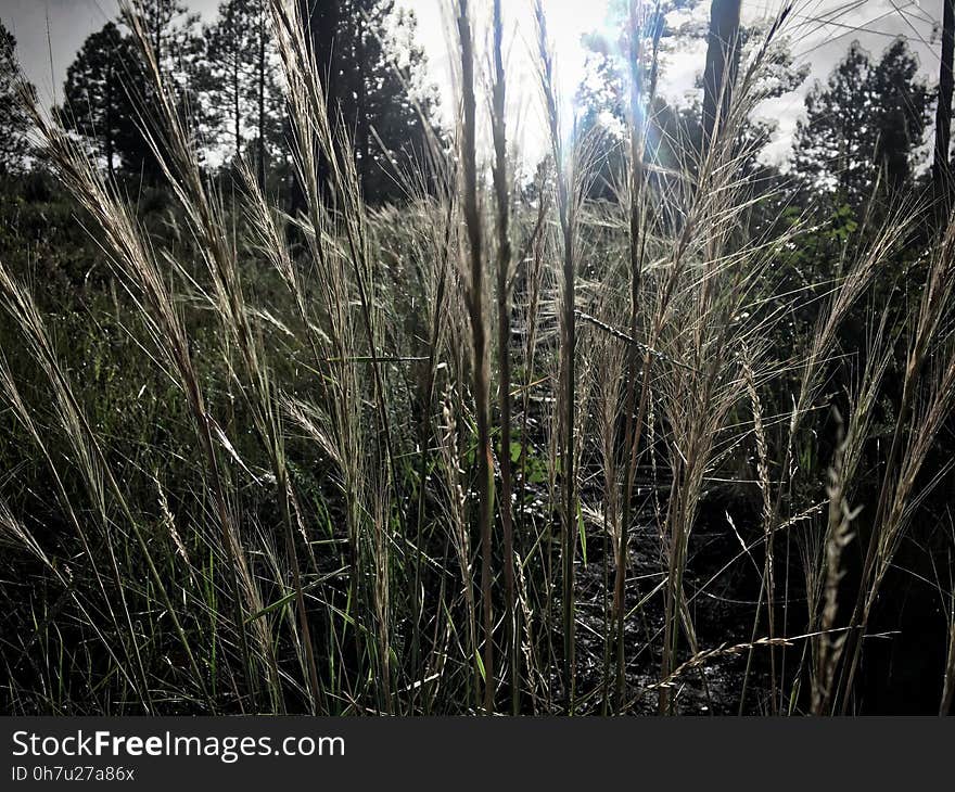 Backlit Grass