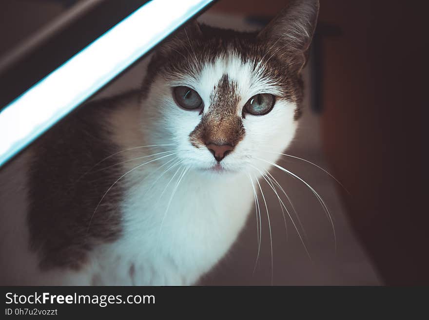 White and Black Short Fur Cat