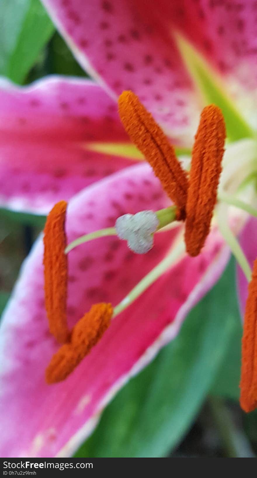 Stargazer up close