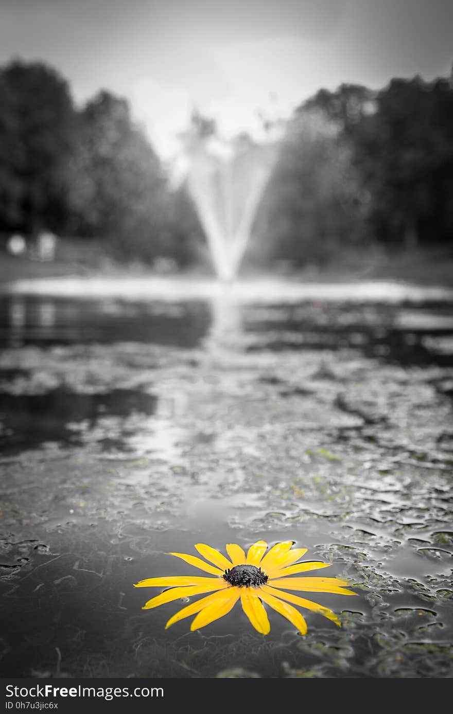 Selective Focus Photography of Yellow Black Eyed Susan Flower on Water