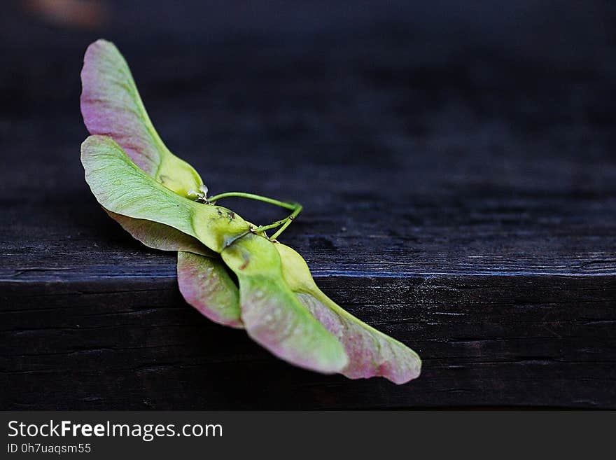 Leaf, Plant, Petal, Plant Stem