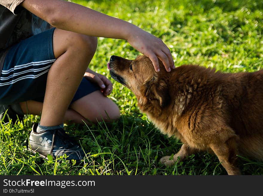 Dog, Dog Breed Group, Dog Like Mammal, Grass