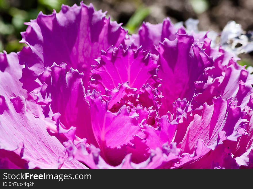 Flower, Pink, Purple, Plant