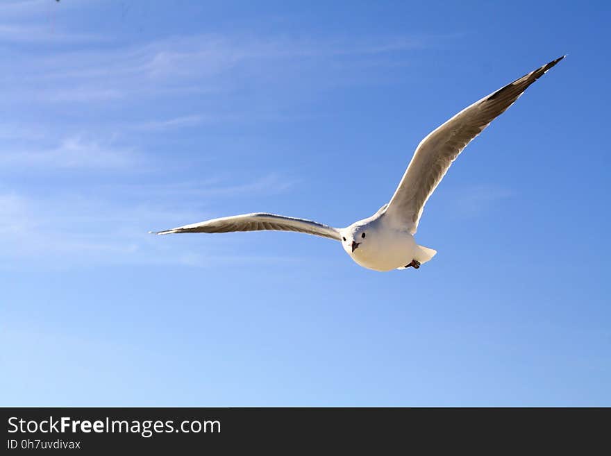 Bird, Sky, Beak, Seabird