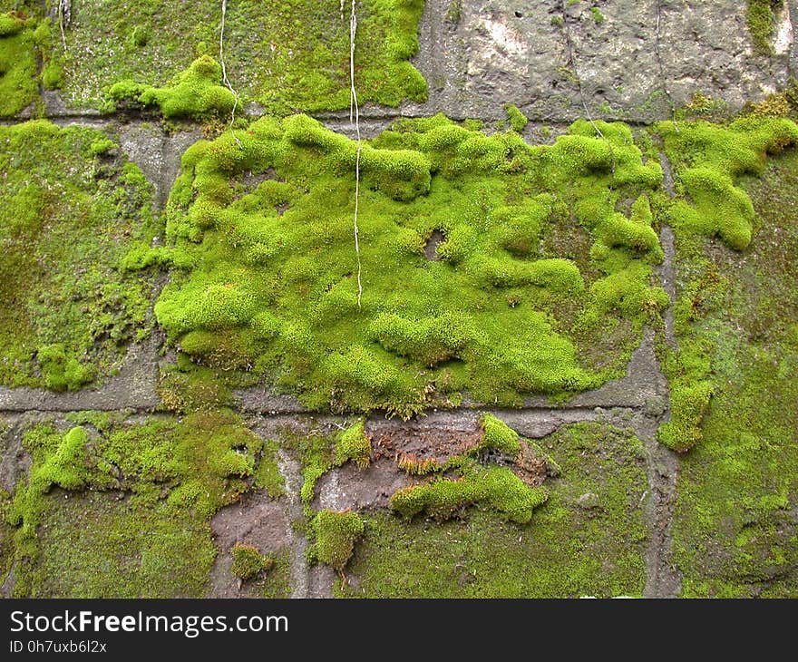 Vegetation, Plant, Moss, Nature Reserve