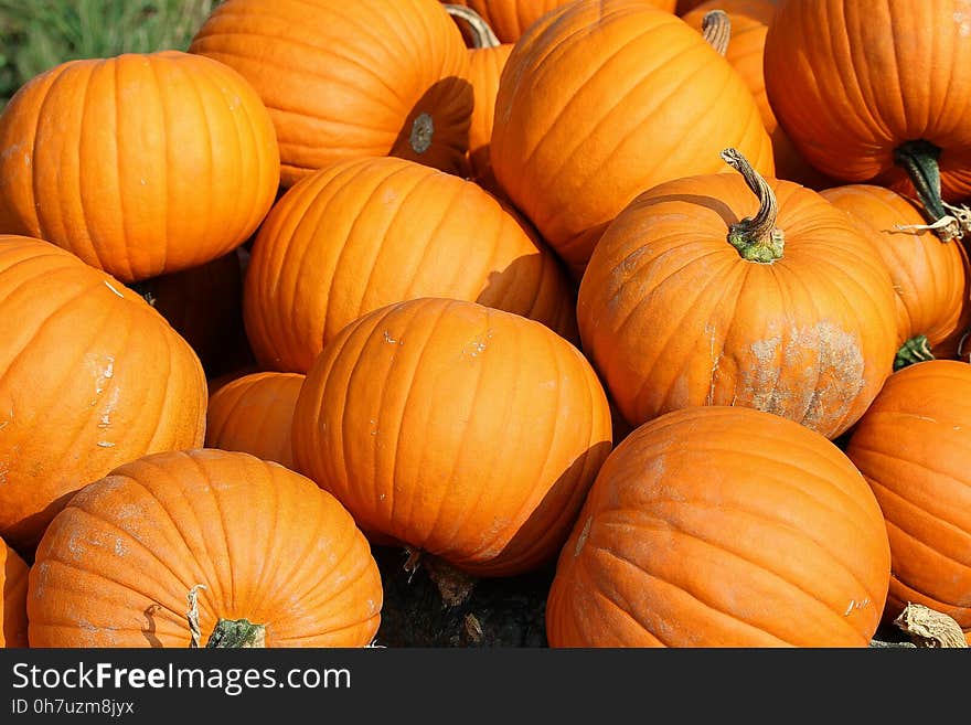 Pumpkin, Winter Squash, Calabaza, Cucurbita