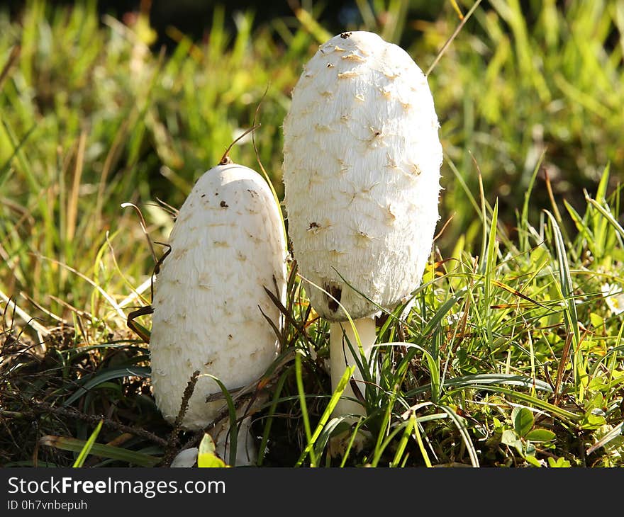 Mushroom, Fungus, Agaricaceae, Edible Mushroom