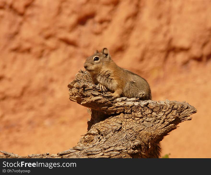 Squirrel, Fauna, Mammal, Rodent