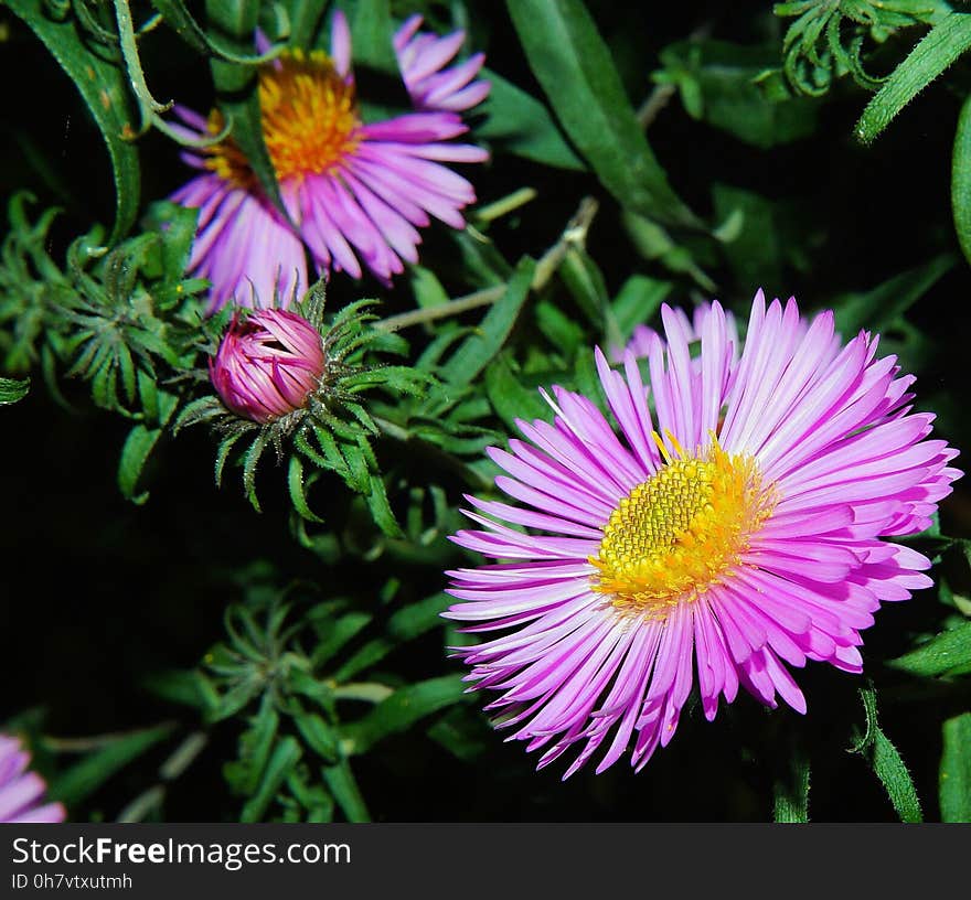 Flower, Aster, Plant, Flora