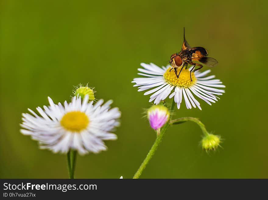 Honey Bee, Flower, Bee, Nectar