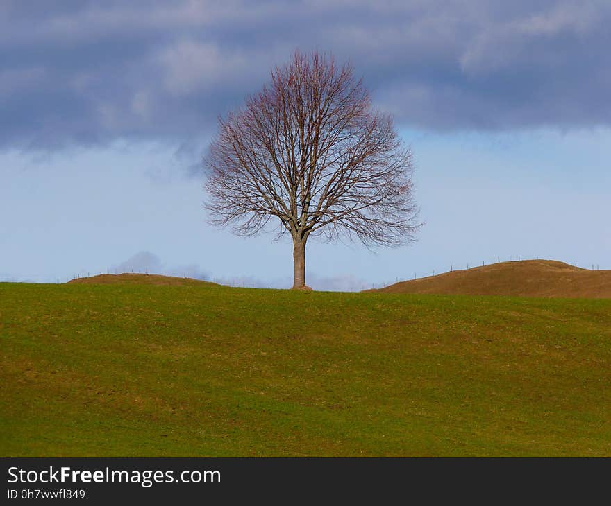 Tree, Sky, Grassland, Woody Plant