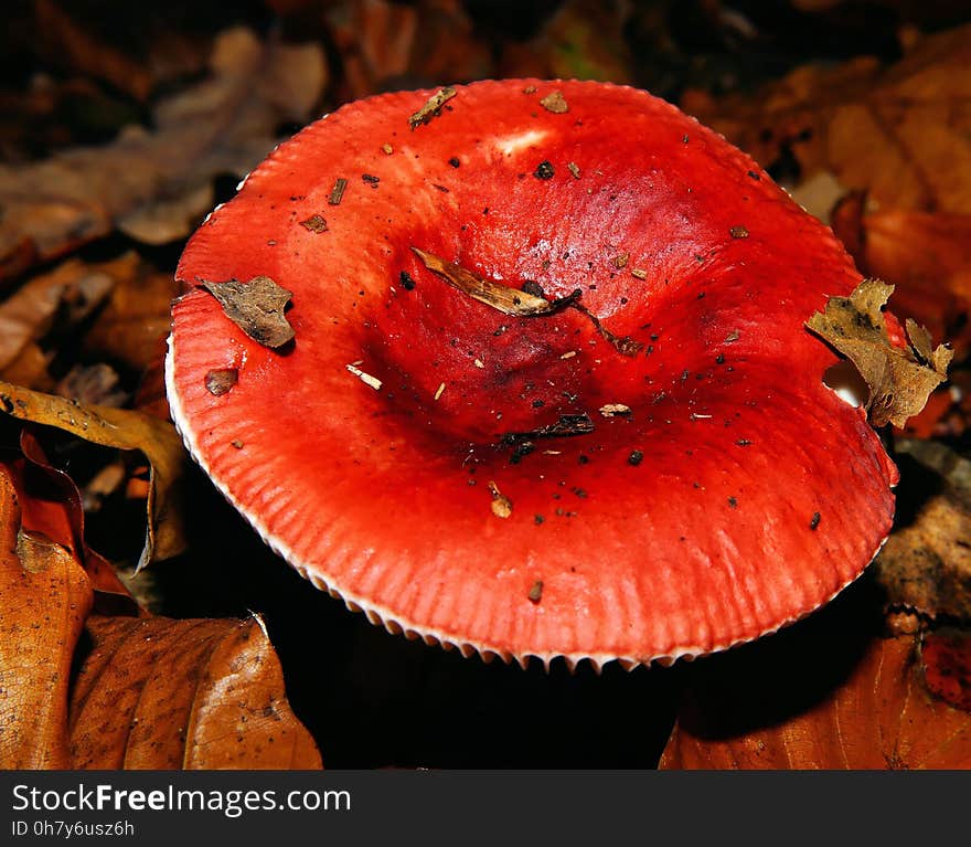 Mushroom, Fungus, Medicinal Mushroom, Close Up