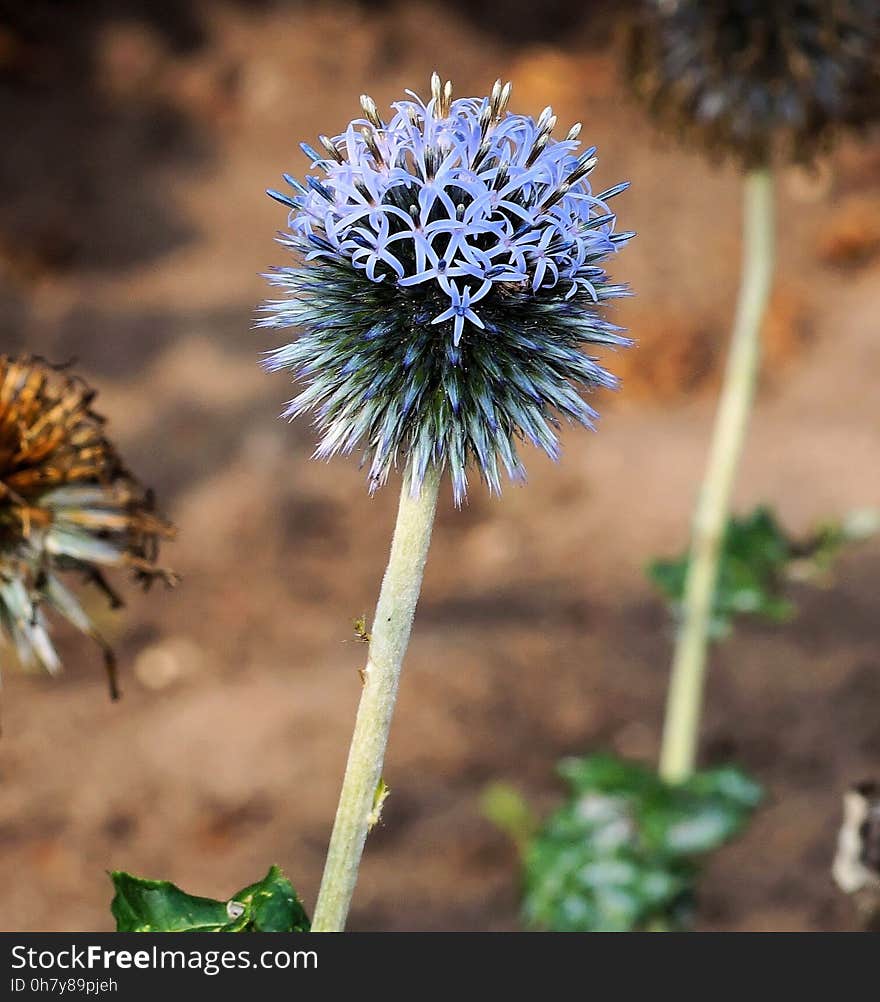 Flora, Plant, Flower, Spring