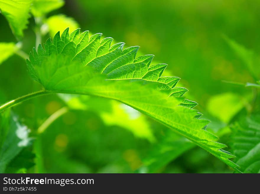 Green, Leaf, Vegetation, Urtica