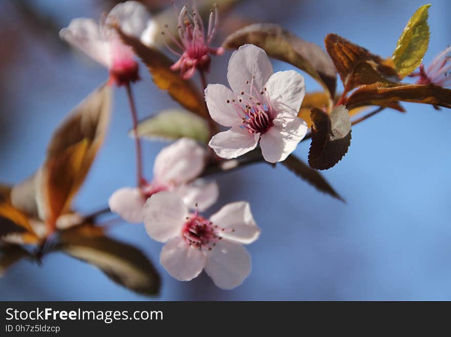 Blossom, Spring, Flower, Branch