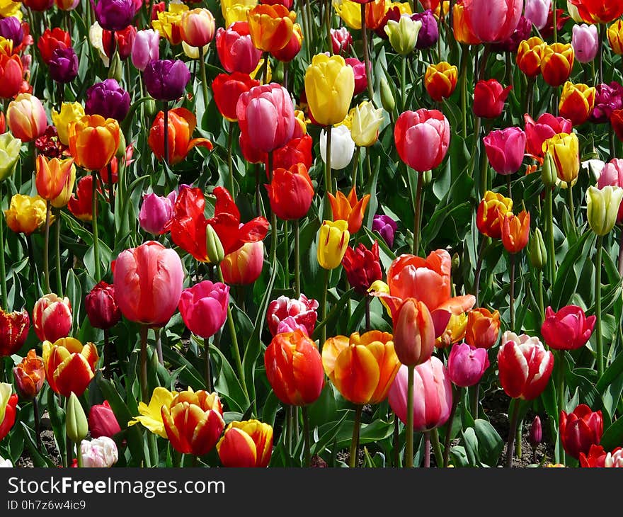 Flower, Plant, Flowering Plant, Tulip