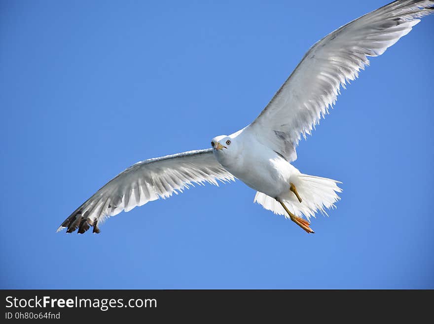 White Seagull bird flying