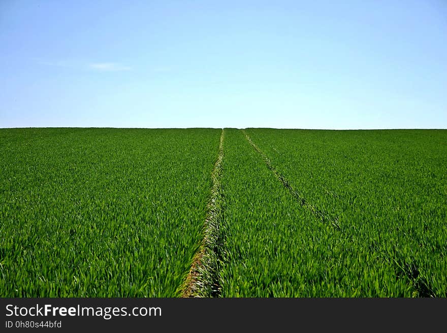 Grassland, Field, Agriculture, Crop