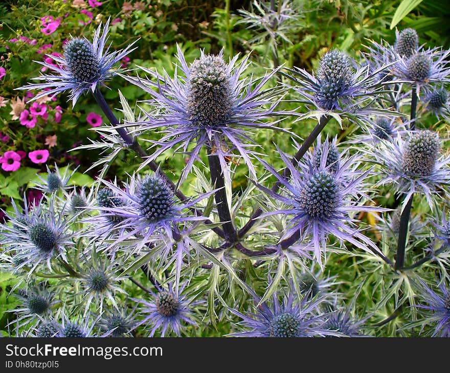 Plant, Flower, Flora, Thistle