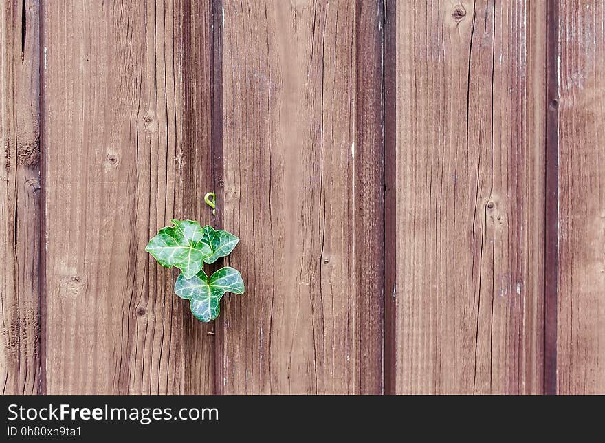 Green, Wood, Leaf, Wood Stain