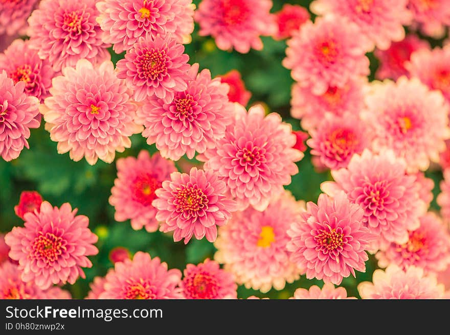 Flower, Pink, Flowering Plant, Plant