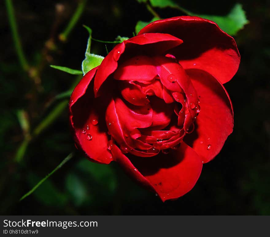 Red, Flower, Flora, Rose Family