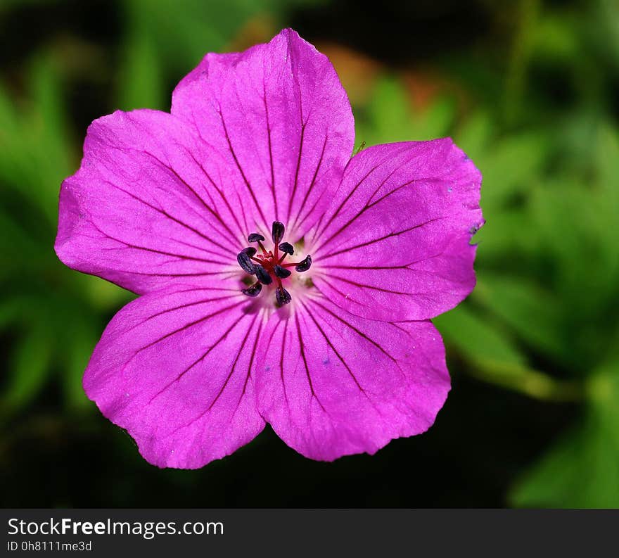 Flower, Flora, Flowering Plant, Plant