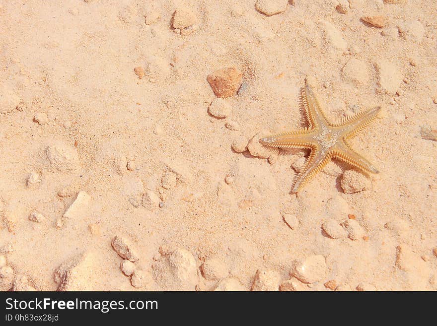 Starfish on the Beach with Sand in the background