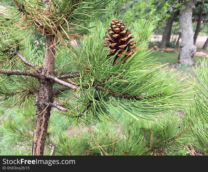 That&#x27;s a Ponderosa pine cone perched on an Austrian Black Pine &#x28;which has much smaller cones if any&#x29;. That&#x27;s a Ponderosa pine cone perched on an Austrian Black Pine &#x28;which has much smaller cones if any&#x29;