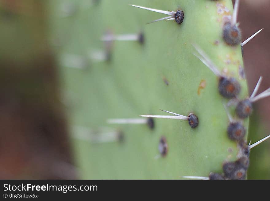 Neat Rows of Spikes