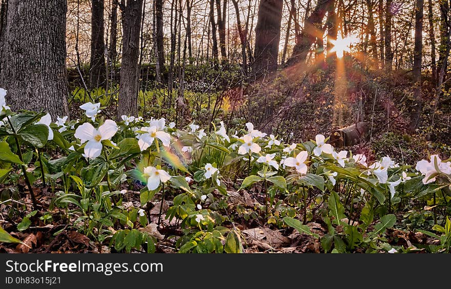 White and Green Flower Plant in Leafless Tress