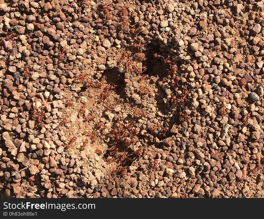 looks like some kind of deer stomped on their pad- that is not a dog foot print!. looks like some kind of deer stomped on their pad- that is not a dog foot print!