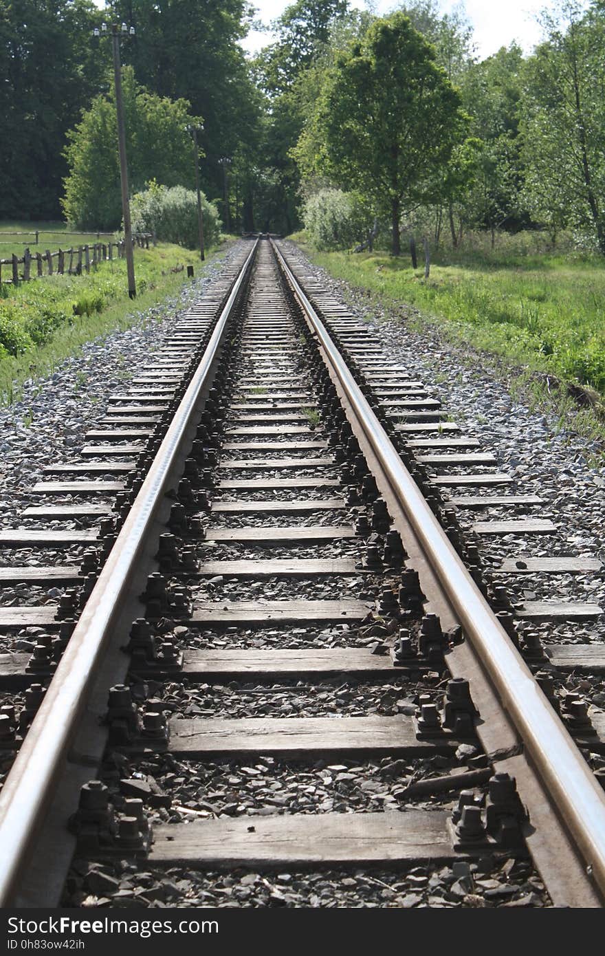 Railroad Tracks Amidst Trees in Forest