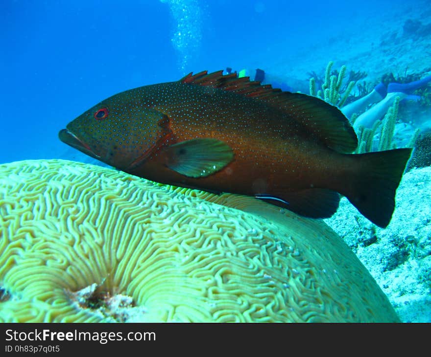 Black and Grey Fish Underwater