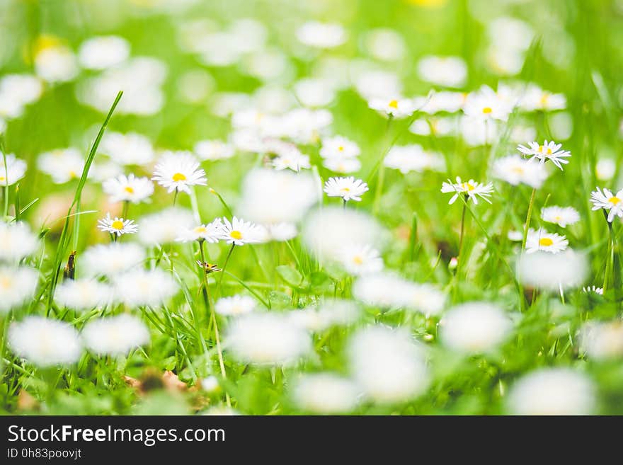 White Petaled Flowers