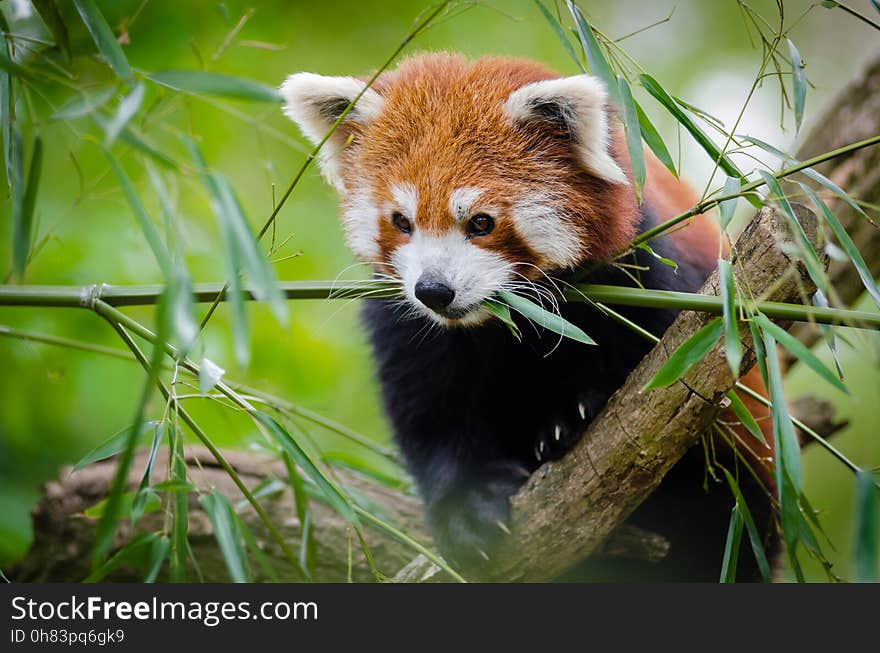 Red Panda on Tree Branch