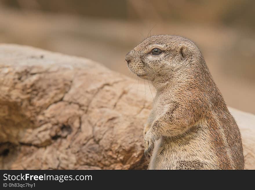 Brown Meerkat Standing on Ground during Daytime