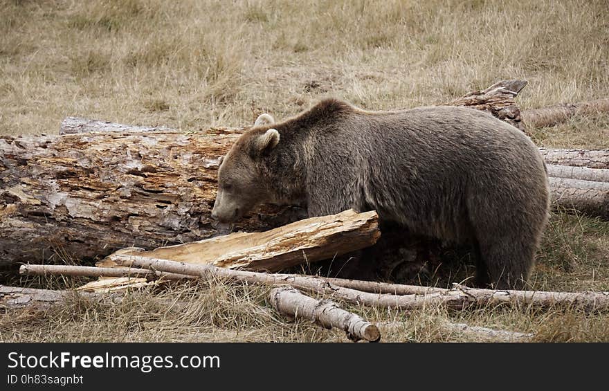 A grizzly bear foraging for food.